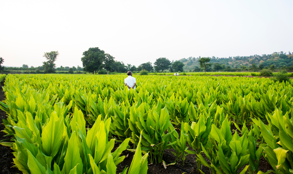 Dimitra Agriculture Awarded Technology Contract