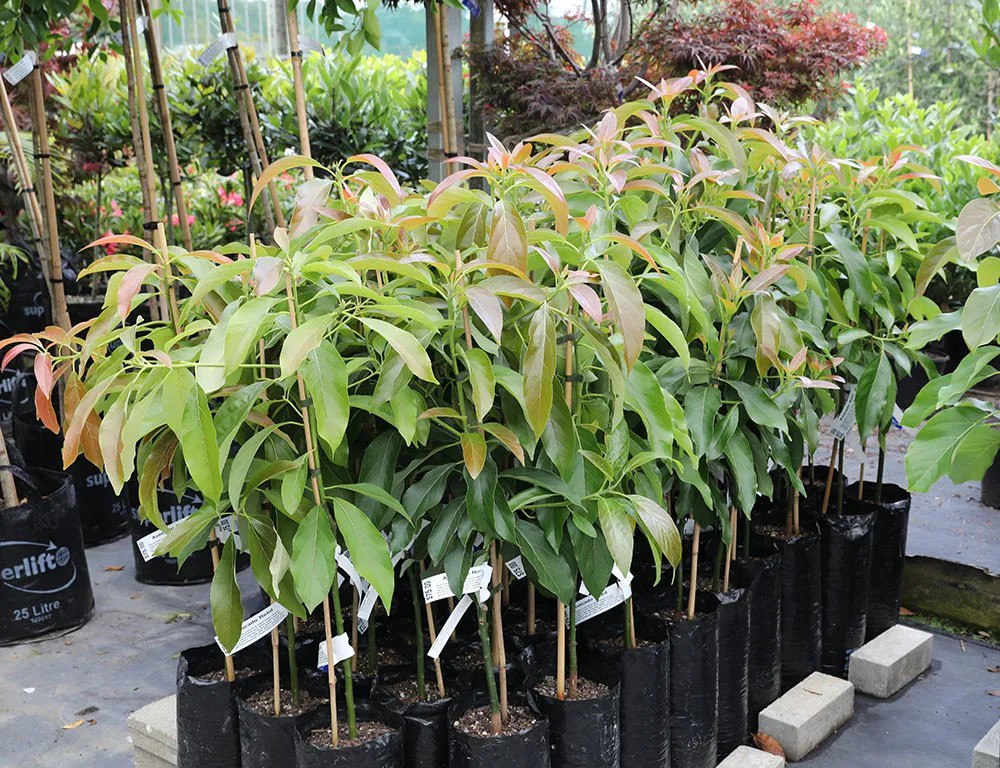 IoT Boosts Productivity for Avocado Farms